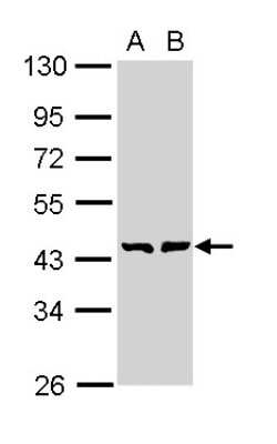 Western Blot: GMDS Antibody [NBP1-33424]