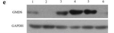 Western Blot: GMDS Antibody [NBP1-33424]