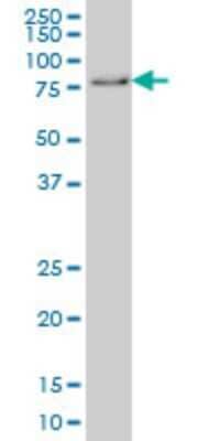 Western Blot: GMEB1 Antibody (2A8) [H00010691-M01]