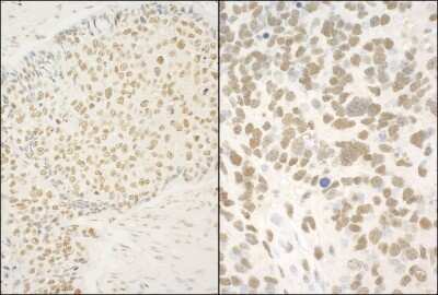 Immunohistochemistry-Paraffin: GMEB1 Antibody [NBP1-46207]