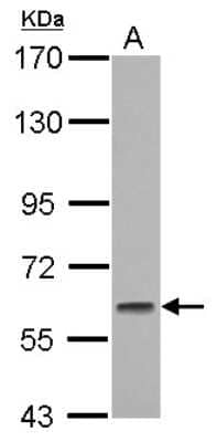 Western Blot: GMEB1 Antibody [NBP2-16694]