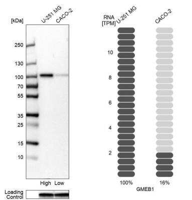 Western Blot: GMEB1 Antibody [NBP2-55657]