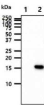 Western Blot: GMF-beta Antibody (44D8)BSA Free [NBP2-59490]