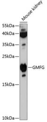 Western Blot: GMFG AntibodyAzide and BSA Free [NBP3-04768]