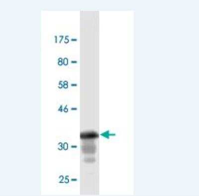 Western Blot: GML Antibody (1E7) [H00002765-M02]