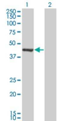 Western Blot: GMPPA Antibody (2F1) [H00029926-M01]