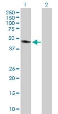 Western Blot: GMPPA Antibody [H00029926-D01P]