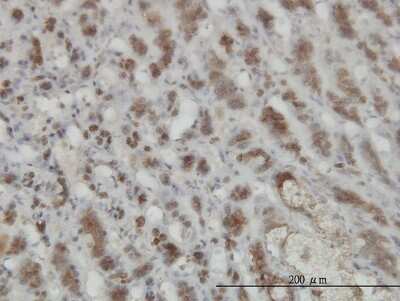 Immunohistochemistry-Paraffin: GMPPB Antibody (2B5) [H00029925-M07]