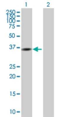 Western Blot: GMPR1 Antibody [H00002766-B01P]