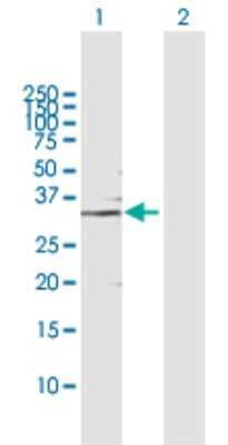 Western Blot: GMPR1 Antibody [H00002766-D01P]