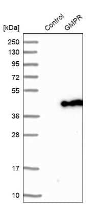 Western Blot: GMPR1 Antibody [NBP1-87459]