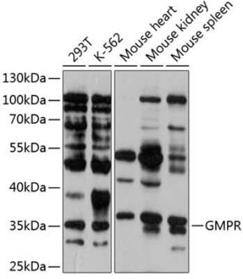 Western Blot: GMPR1 AntibodyAzide and BSA Free [NBP3-03771]