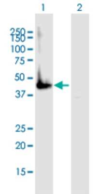 Western Blot: GNA14 Antibody [H00009630-B02P]