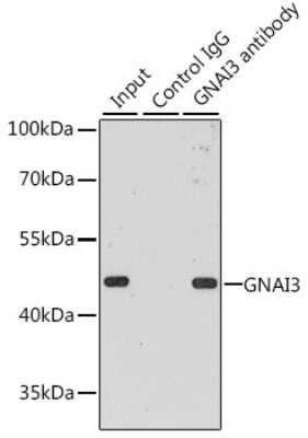 Immunoprecipitation: GNAI3 Antibody - BSA Free [NBP3-03467]