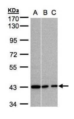 Western Blot: GNAI3 Antibody [NBP1-32617]