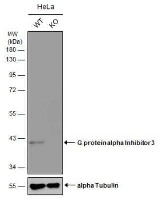 Knockout Validated: GNAI3 Antibody [NBP1-32617]