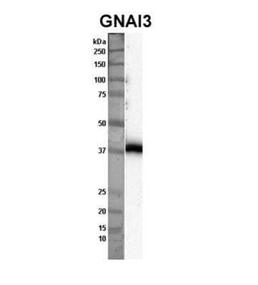 Western Blot: GNAI3 Antibody [NBP2-82235]