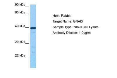 Western Blot: GNAI3 Antibody [NBP2-82237]