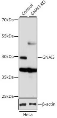 Western Blot: GNAI3 AntibodyBSA Free [NBP3-03467]