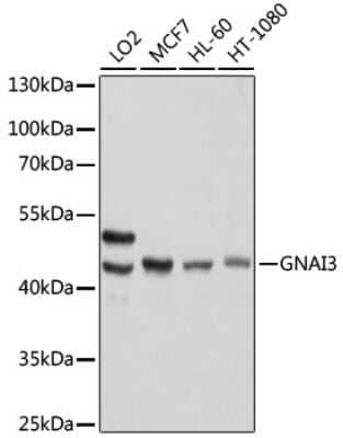 Western Blot: GNAI3 AntibodyBSA Free [NBP3-03467]