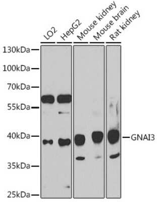 Western Blot: GNAI3 AntibodyBSA Free [NBP3-03899]