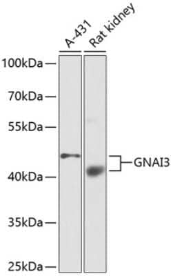 Western Blot: GNAI3 AntibodyBSA Free [NBP3-03900]