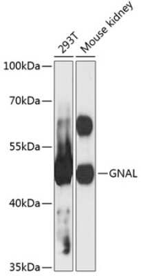 Western Blot: GNAL AntibodyAzide and BSA Free [NBP3-04422]