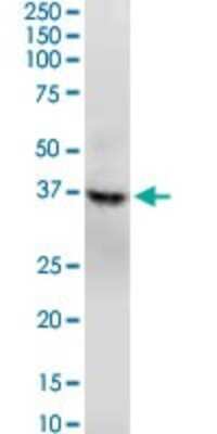 Western Blot: GNAQ Antibody (3B9) [H00002776-M04]