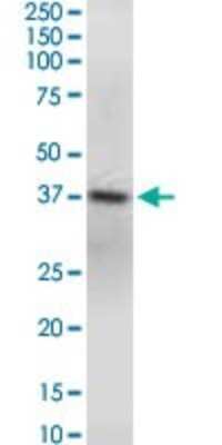 Western Blot: GNAQ Antibody (3B9) [H00002776-M04]