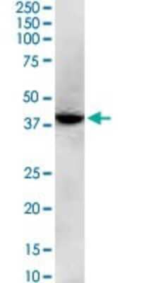 Western Blot: GNAQ Antibody (3B9) [H00002776-M04]