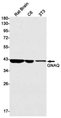 Western Blot: GNAQ Antibody (S05-5D7) [NBP3-15034]