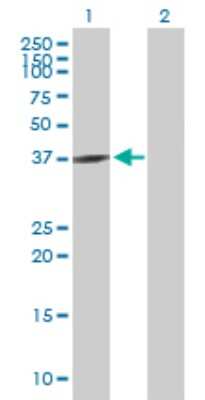 Western Blot: GNAQ Antibody [H00002776-B02P]