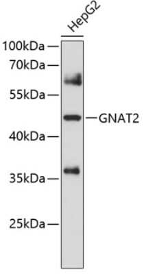 Western Blot: GNAT2 AntibodyBSA Free [NBP3-04537]