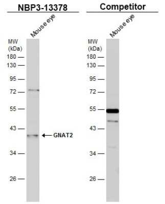 Western Blot: GNAT2 Antibody [NBP3-13378]