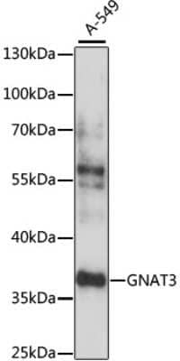 Western Blot: GNAT3 AntibodyAzide and BSA Free [NBP3-05122]