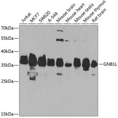 Western Blot: GNB1L AntibodyBSA Free [NBP3-04678]