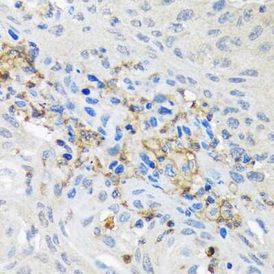 Immunohistochemistry-Paraffin: GNB2 Antibody (6U9B3) [NBP3-16846]
