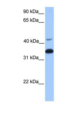 Western Blot: GNB2 Antibody [NBP1-55323]