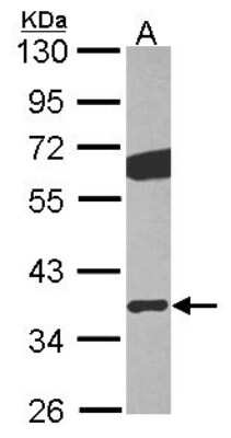 Western Blot: GNB2 Antibody [NBP2-16700]