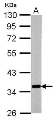 Western Blot: GNB2 Antibody [NBP2-16700]