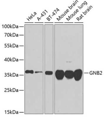 Western Blot: GNB2 AntibodyBSA Free [NBP3-04690]