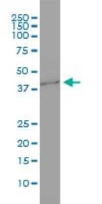 Western Blot: GNB3 Antibody (M1-1-1D5) [H00002784-M01]