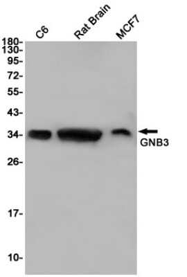 Western Blot: GNB3 Antibody (S01-9F3) [NBP3-15035]