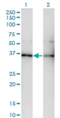 Western Blot: GNB5 Antibody (3A3) [H00010681-M01]