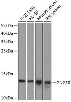 Western Blot: GNG10 AntibodyBSA Free [NBP3-04765]