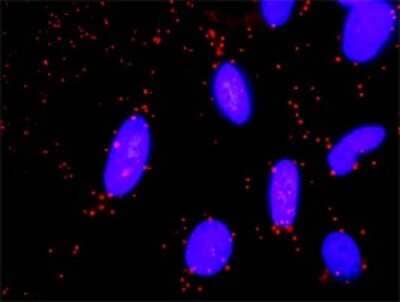 Proximity Ligation Assay: GNG11 Antibody (2H5) [H00002791-M01]