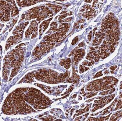 Immunohistochemistry-Paraffin: GNG11 Antibody [NBP1-81811]