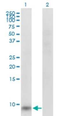 Western Blot: GNG11 Antibody [H00002791-B03P]