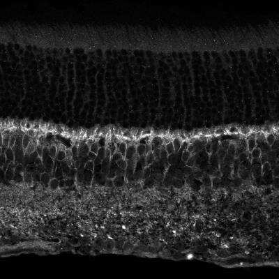 Immunohistochemistry-Frozen: GNG13 Antibody [NBP1-98572]