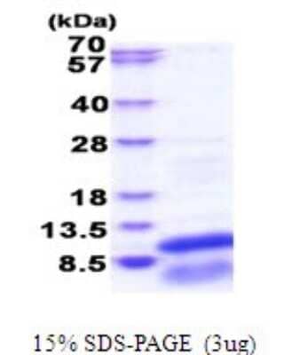 SDS-PAGE: Recombinant Human GNG13 His Protein [NBP2-51800]